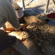 The objects were found within the chimney flue.